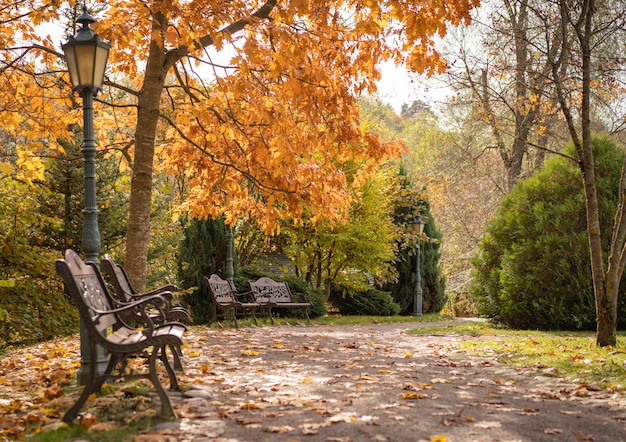 Photo beau parc d'automne doré