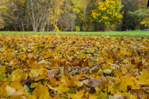 Photo beau parc automne avec les feuilles jaunes tombées d'herbe verte et d'arbre sur le fond. scène nature beauté à la saison d'automne. parc d'automne en biélorussie