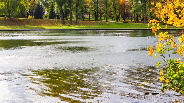 Beau parc d'automne avec un lac et des feuilles jaunes tombées dans l'eau