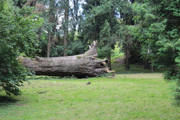 Beau parc avec des buissons verts et un immense arbre en feutre