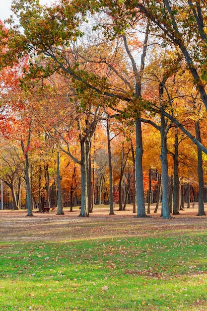 Beau parc calme arbres du parc d'automne doré