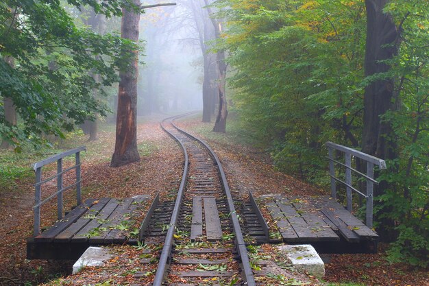 Beau parc dans le brouillard