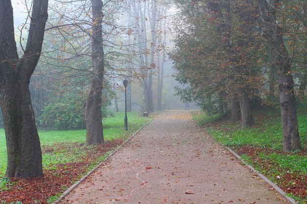 Beau parc dans le brouillard