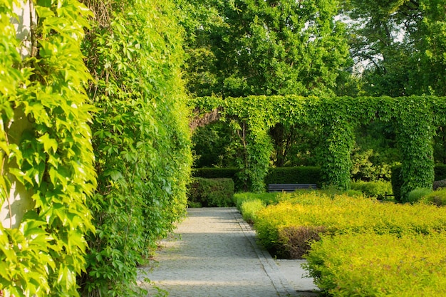 Beau parc d'été urbain au soleil