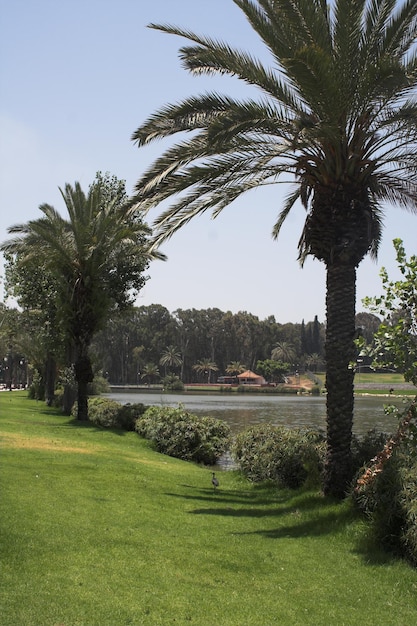 Beau parc d'été