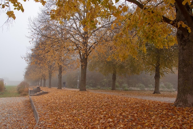 Beau parc de fond d'automne