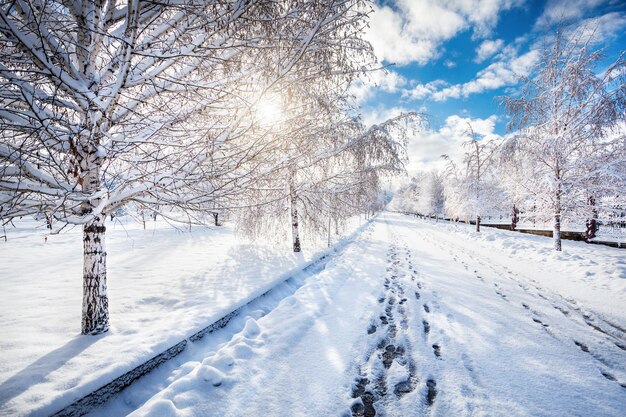 Beau parc d'hiver