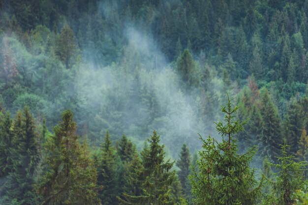 Beau parc national avec des conifères et des montagnes