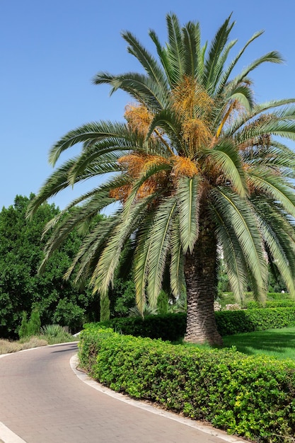 Beau parc avec palmiers