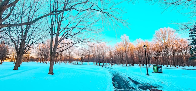 beau parc sous la neige