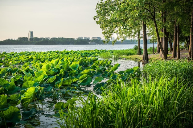 Beau parc de la ville avec lac, arbres et montagnes