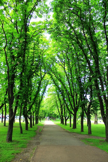 Beau parc de la ville avec des sentiers et des arbres verts