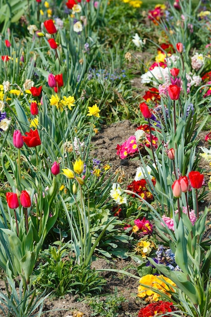 Beau parterre de fleurs au printemps