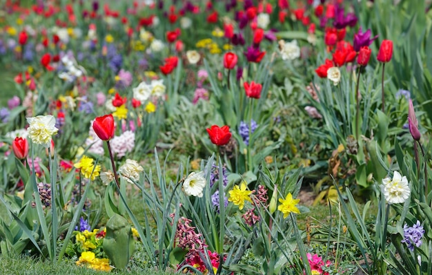 Beau parterre de fleurs au printemps