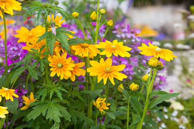 Beau parterre de fleurs jaunes de Rudbeckia