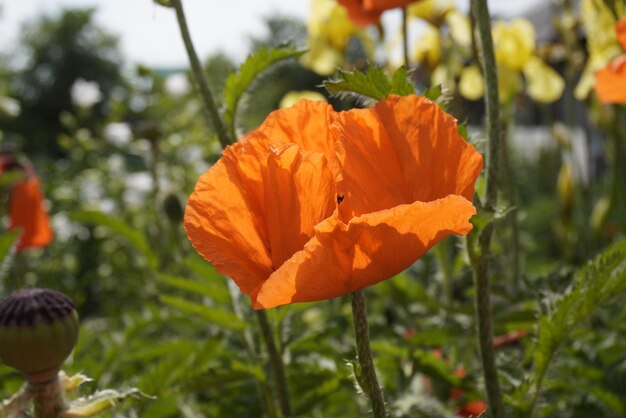 Beau pavot rouge en fleurs dans le jardin sur fond de végétation Pétales de corolle