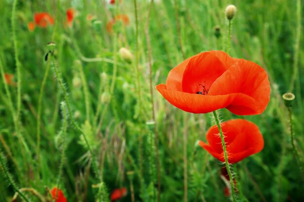 Beau pavot rouge sauvage sur la nature floue