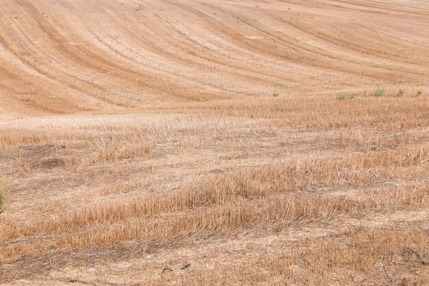 Beau paysage agricole. Journée ensoleillée dans la campagne italienne.