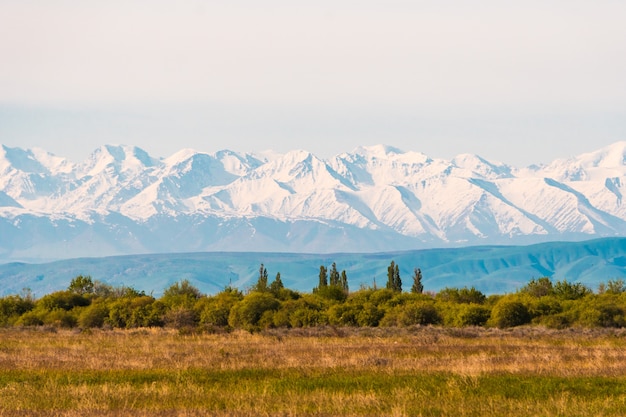 beau paysage avec des arbres et des champs