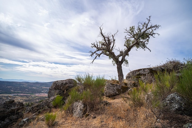 Beau paysage d'arbres poussant entre les énormes rochers de granit