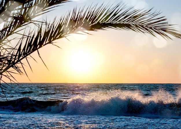 Beau paysage au lever du soleil Palmiers et mer