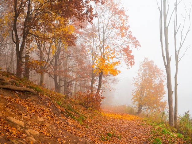 Beau paysage d'automne avec des arbres et du brouillard à flanc de montagne.