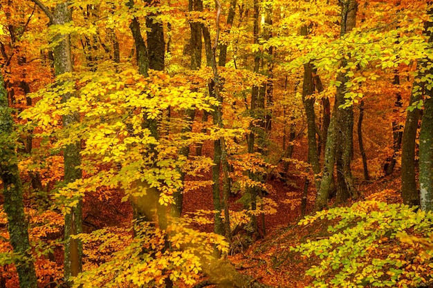 Beau paysage d'automne avec des arbres et des feuilles jaunes Feuillage coloré