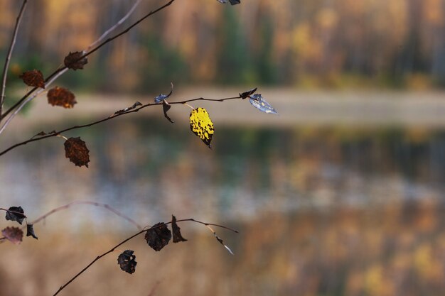 Beau paysage d'automne avec des arbres jaunes flous. branche avec feuille jaune à l'avant. Feuillage coloré dans le parc. Fond naturel de feuilles qui tombent