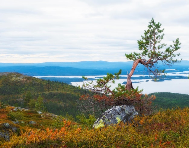 Beau paysage d'automne au-delà du cercle polaire avec une végétation vibrante et une vue sur la mer depuis la montagne