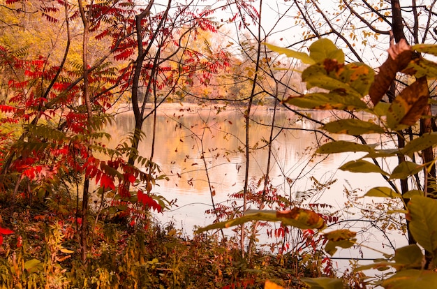 Beau paysage d&#39;automne coloré sur la rive du lac