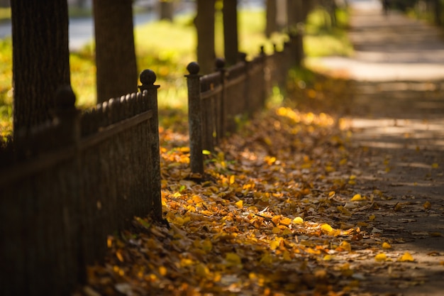 Beau paysage d'automne dans la ville, automne, soleil, feuilles jaunes