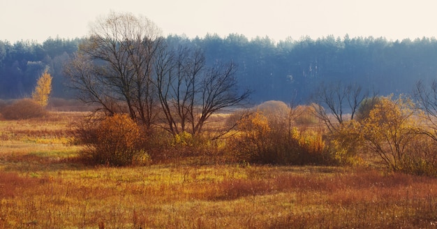 Beau paysage d'automne ensoleillé