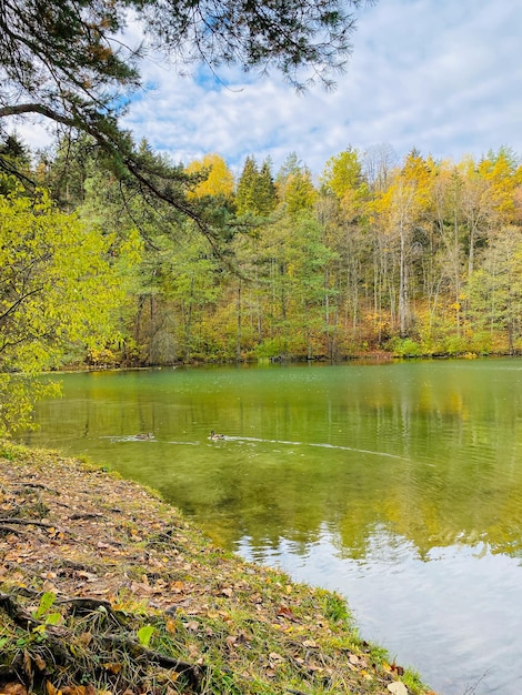 beau paysage d'automne avec des feuilles d'arbres et un lac