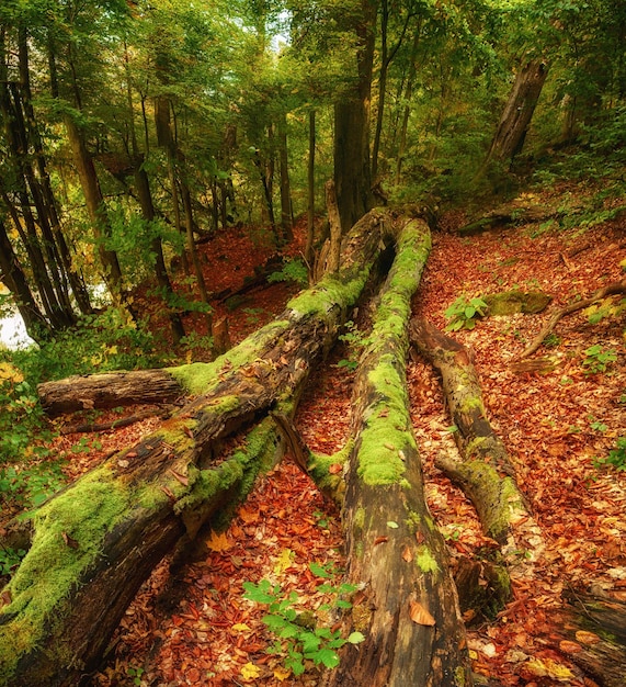 Beau paysage d'automne avec des feuilles d'érable rouge sèches tombées à travers la forêt et des arbres verts