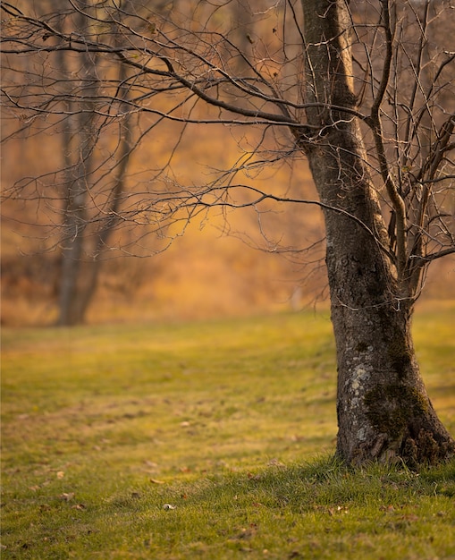 Beau paysage d'automne avec des feuilles sèches tombées