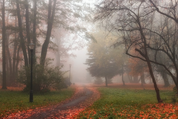 Beau paysage d'automne. Parc brumeux.