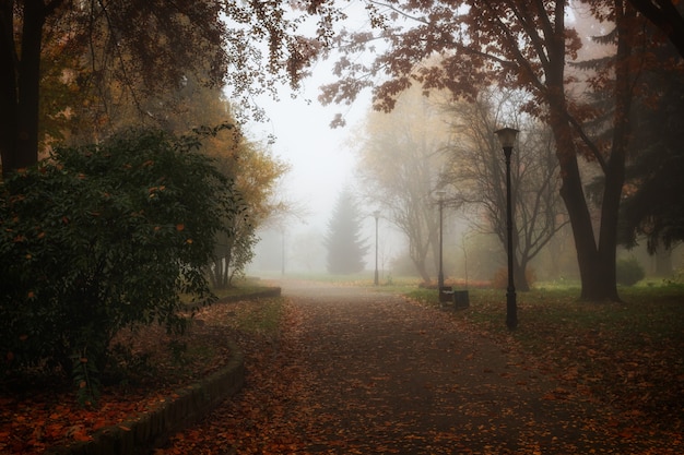 Beau paysage d'automne. Parc brumeux.