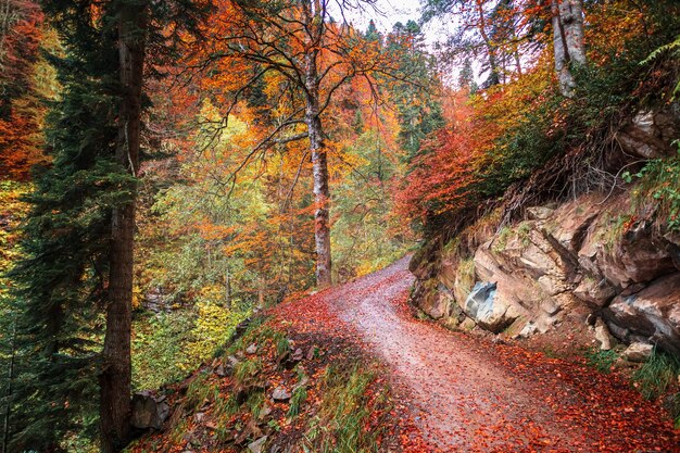 Beau paysage d'automne avec une route forestière. Automne dans les montagnes du Caucase.