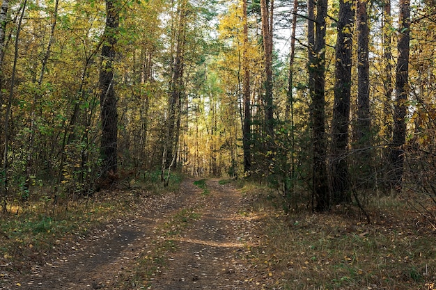 Beau paysage d'automne Route à travers la forêt mixte d'automne