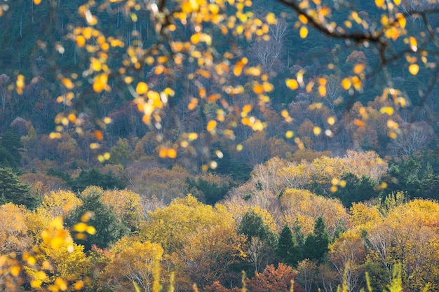 Beau paysage en automne