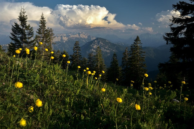Beau paysage aux Alpes de Chiemgau avec Trollius europaeus, le globeflower