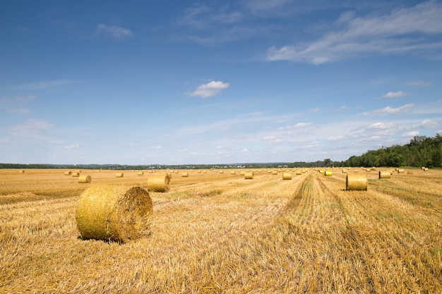 Beau paysage avec des balles de paille à la fin de l'été