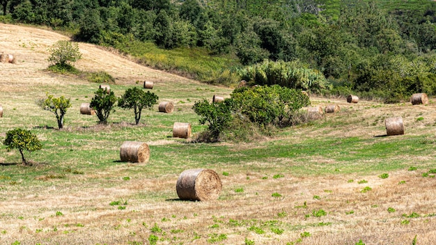 Beau paysage avec des balles de paille rondes éparpillées sur le champ jaune