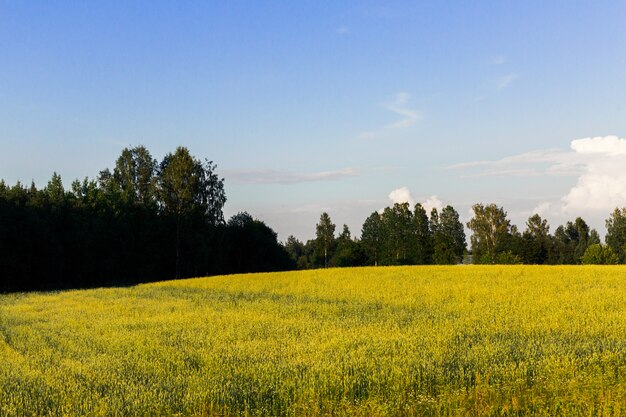 Beau paysage. Big forest, ciel bleu avec des nuages, champ vert