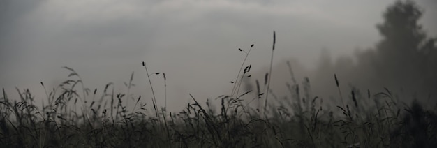 Photo beau paysage de campagne panoramique mystique naturel un brouillard gris s'étend sur le pré incroyable beauté de la nature copier l'espace