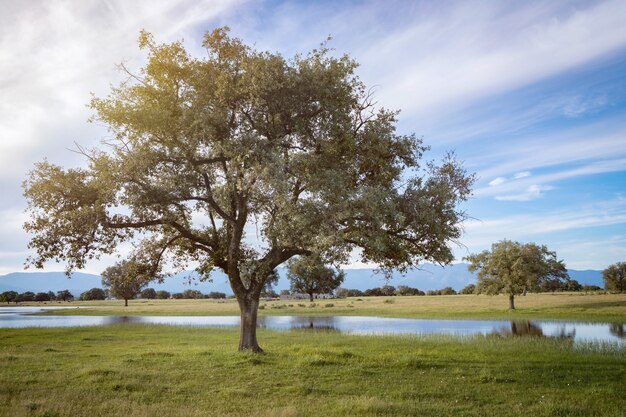 Beau paysage de la campagne