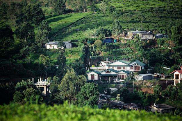 Beau paysage de Ceylan. plantations de thé et maisons anciennes