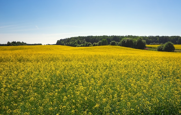 Beau paysage avec champ de canola jaune (Brassica napus L.) et ciel bleu