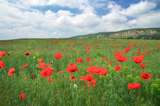 Beau paysage. Champ de coquelicots rouges.