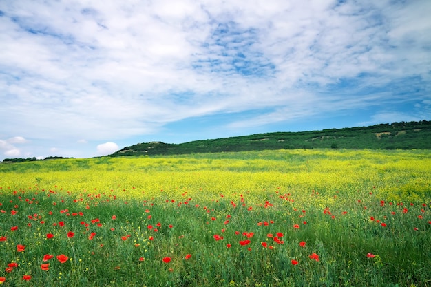 Beau paysage. Champ en Crimée. Beau paysage avec des fleurs. Prairie de printemps.